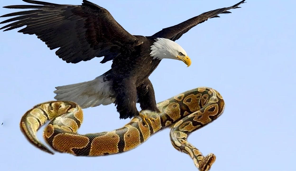 开云平台-阿扎伦卡新星比赛规则变更表现突出，老鹰前途光明！热度持续攀升的简单介绍